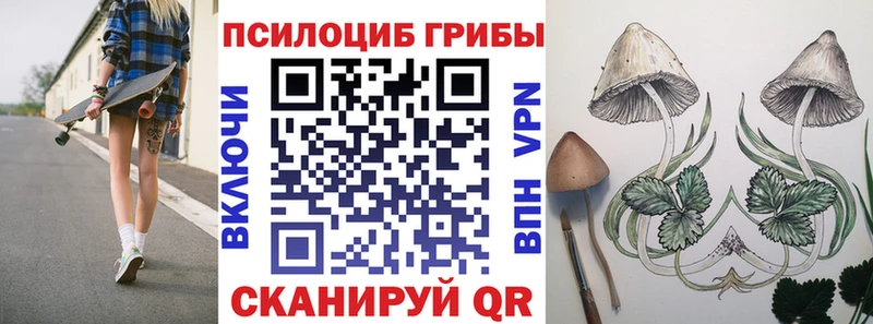 Купить закладки Нефтекумск Псилоцибиновые грибы Psilocybe